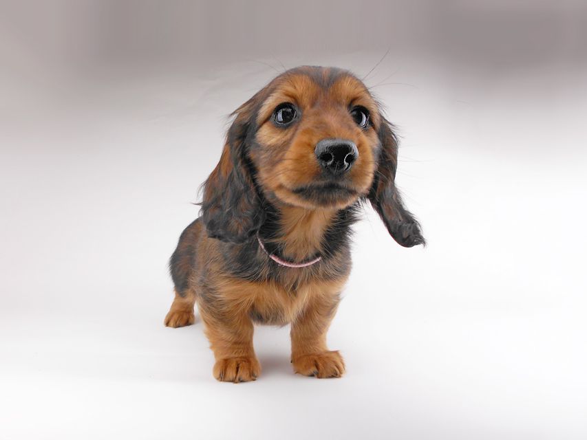 カニンヘンダックスフンド レイcs & ジャンの子犬 レッド 女の子DSCN7167 カニンヘンダックスフンド レイcs & ジャンの子犬 レッド 女の子