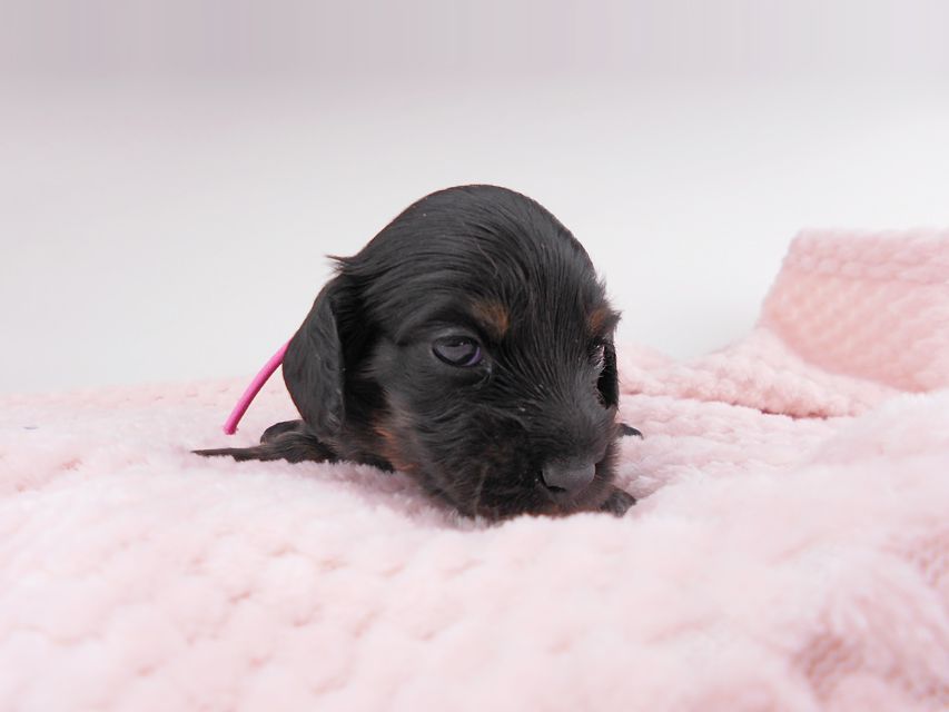 カニンヘンダックスフンド コトhp & ブルースの子犬 ブラタン 女の子 お写真初登場