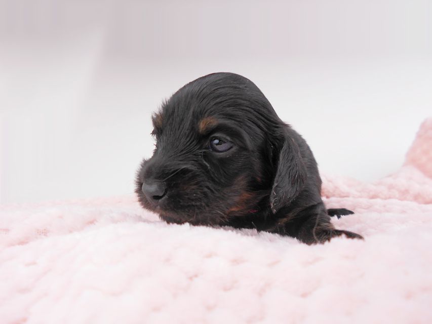 カニンヘンダックスフンド コトhp & ブルースの子犬 ブラタン 女の子 お写真初登場