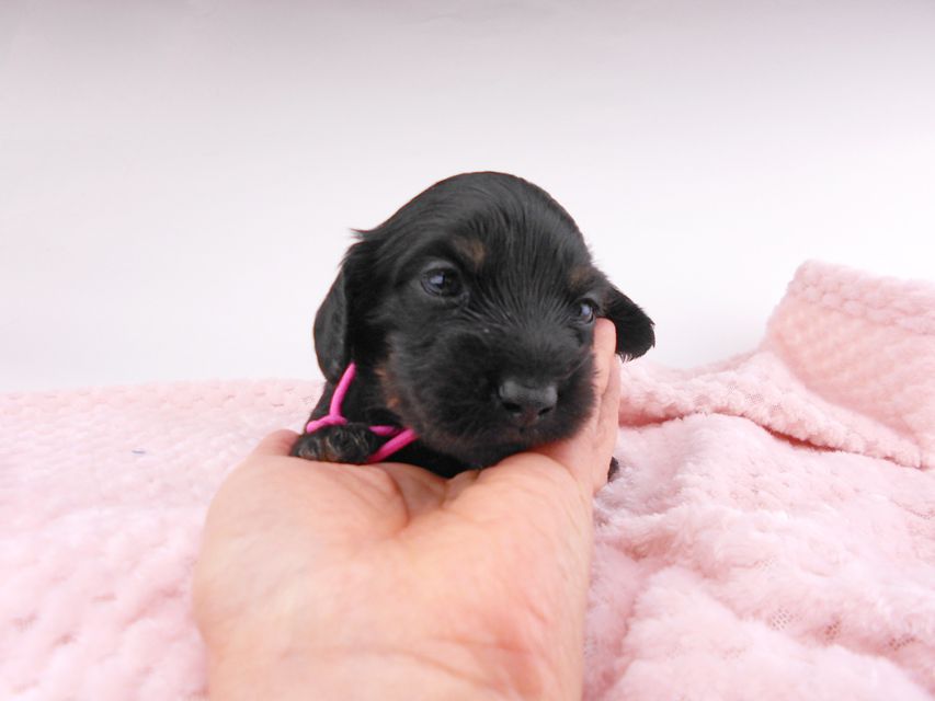 カニンヘンダックスフンド コトhp & ブルースの子犬 ブラタン 女の子 お写真初登場