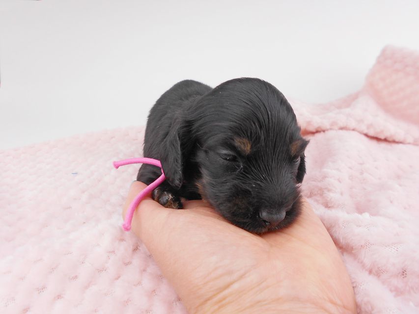 カニンヘンダックスフンド コトhp & ブルースの子犬 ブラタン 女の子 お写真初登場