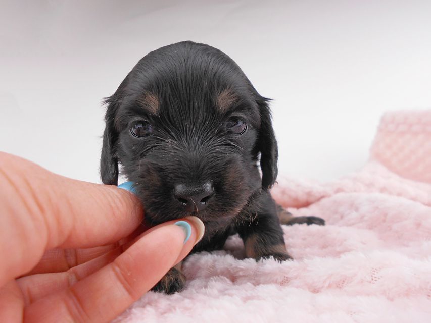 カニンヘンダックスフンド コトhp & ブルースの子犬 ブラックイエロー(ブラッククリーム) 女の子 お写真初登場DSCN7183 カニンヘンダックスフンド コトhp & ブルースの子犬 ブラックイエロー(ブラッククリーム) 女の子 お写真初登場