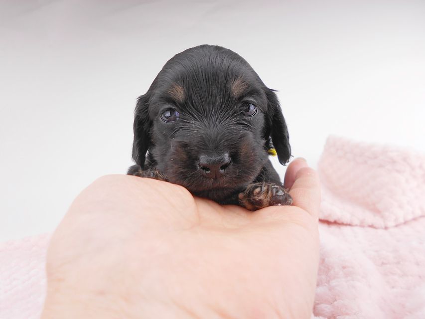 カニンヘンダックスフンド コトhp & ブルースの子犬 ブラックイエロー(ブラッククリーム) 女の子 お写真初登場DSCN7187 カニンヘンダックスフンド コトhp & ブルースの子犬 ブラックイエロー(ブラッククリーム) 女の子 お写真初登場