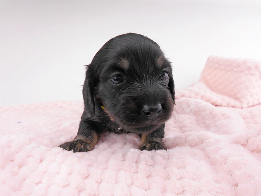 カニンヘンダックスフンド コトhp & ブルースの子犬 ブラックイエロー(ブラッククリーム) 女の子 お写真初登場DSCN7188 カニンヘンダックスフンド コトhp & ブルースの子犬 ブラックイエロー(ブラッククリーム) 女の子 お写真初登場