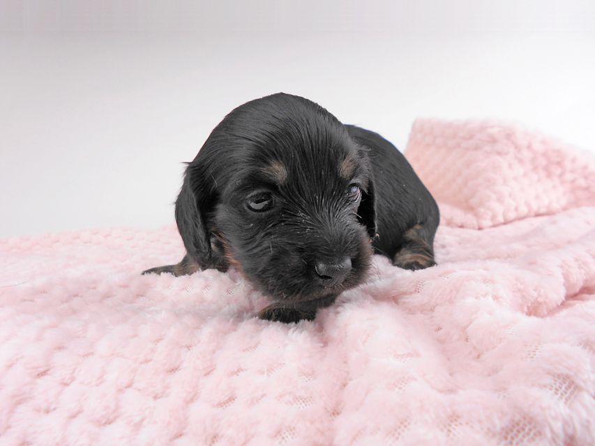 カニンヘンダックスフンド コトhp & ブルースの子犬 ブラックイエロー(ブラッククリーム) 女の子 お写真初登場DSCN7189 カニンヘンダックスフンド コトhp & ブルースの子犬 ブラックイエロー(ブラッククリーム) 女の子 お写真初登場