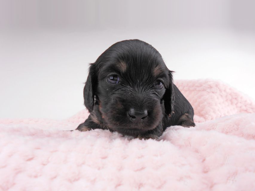 カニンヘンダックスフンド コトhp & ブルースの子犬 ブラックイエロー(ブラッククリーム) 女の子 お写真初登場DSCN7190 カニンヘンダックスフンド コトhp & ブルースの子犬 ブラックイエロー(ブラッククリーム) 女の子 お写真初登場