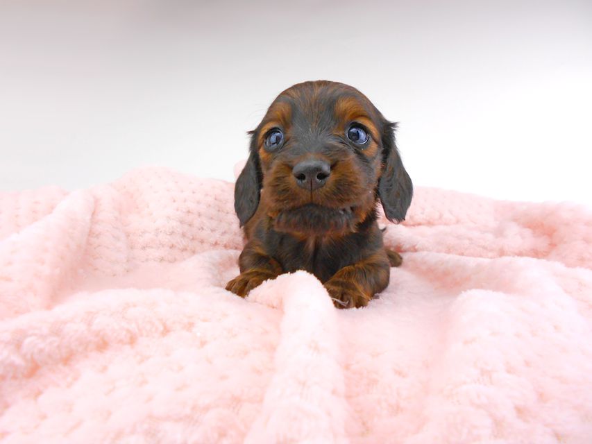 ミニチュアダックスフンド ジャジー & ジムの子犬 レッド 男の子（3） お写真初登場