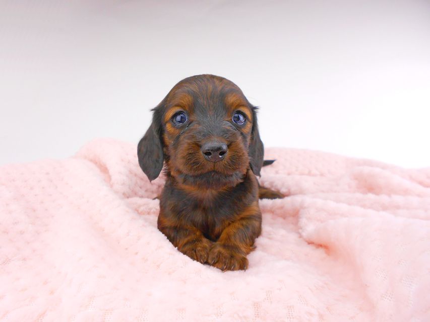 ミニチュアダックスフンド ジャジー & ジムの子犬 レッド 男の子（3） お写真初登場