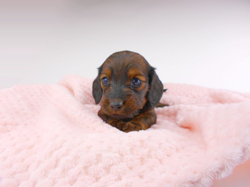 ミニチュアダックスフンド ジャジー & ジムの子犬 レッド 男の子（3） お写真初登場