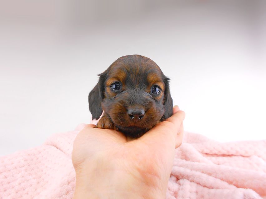 ミニチュアダックスフンド ジャジー & ジムの子犬 レッド 男の子（3） お写真初登場