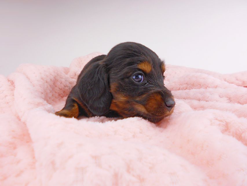 ミニチュアダックスフンド ジャジー & ジムの子犬 ブラタン 女の子 お写真初登場DSCN7237 ミニチュアダックスフンド ジャジー & ジムの子犬 ブラタン 女の子 お写真初登場