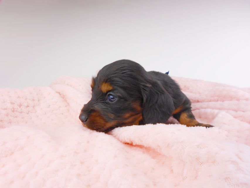 ミニチュアダックスフンド ジャジー & ジムの子犬 ブラタン 女の子 お写真初登場DSCN7238 ミニチュアダックスフンド ジャジー & ジムの子犬 ブラタン 女の子 お写真初登場