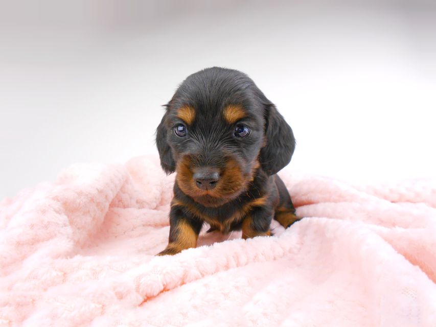 ミニチュアダックスフンド ジャジー & ジムの子犬 ブラタン 女の子 お写真初登場DSCN7244 ミニチュアダックスフンド ジャジー & ジムの子犬 ブラタン 女の子 お写真初登場