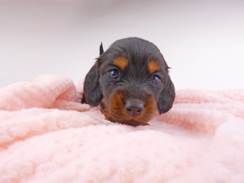 ミニチュアダックスフンド ジャジー & ジムの子犬 ブラタン 女の子 お写真初登場DSCN7245 ミニチュアダックスフンド ジャジー & ジムの子犬 ブラタン 女の子 お写真初登場