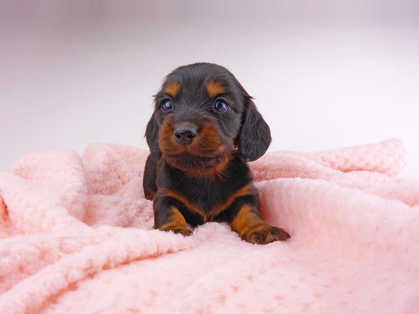 ミニチュアダックスフンド ジャジー & ジムの子犬 ブラタン 女の子 お写真初登場DSCN7246 ミニチュアダックスフンド ジャジー & ジムの子犬 ブラタン 女の子 お写真初登場