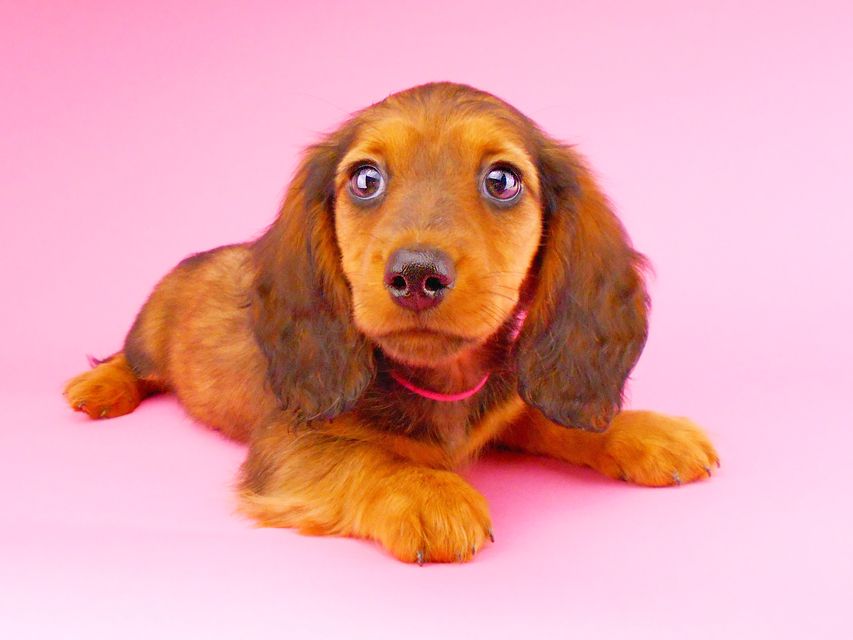 ミニチュアダックスフンド ジャジー & ジムの子犬 レッド 男の子（2）