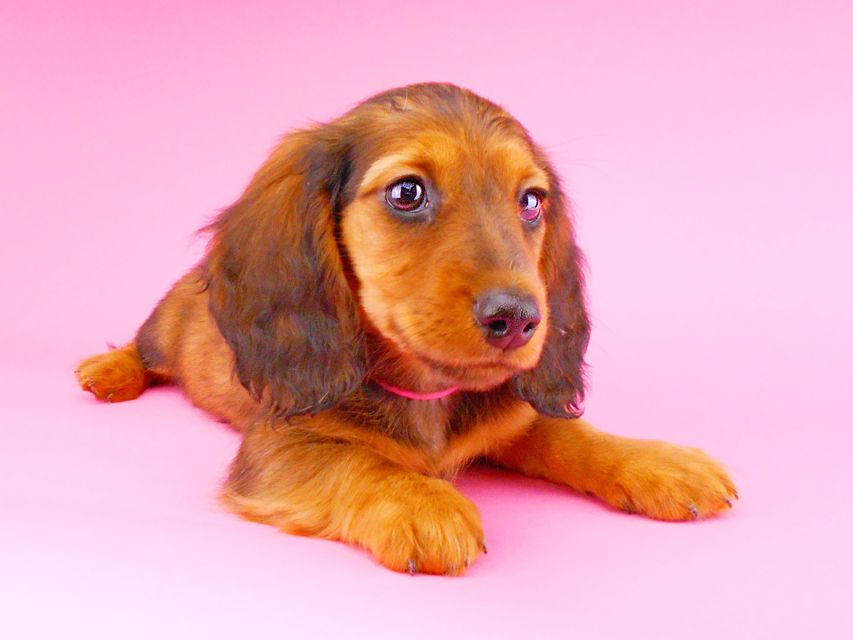 ミニチュアダックスフンド ジャジー & ジムの子犬 レッド 男の子（2）