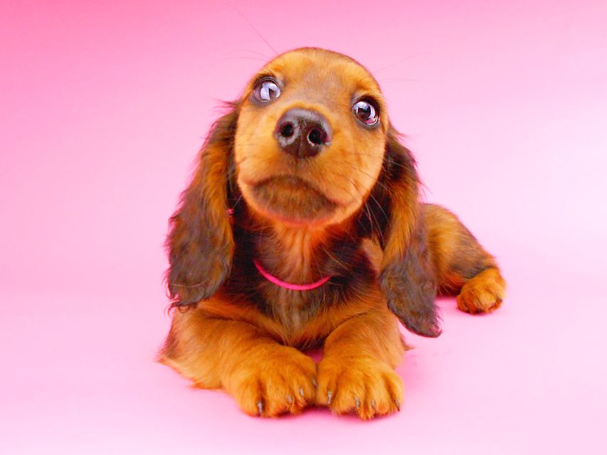 ミニチュアダックスフンド ジャジー & ジムの子犬 レッド 男の子（2）