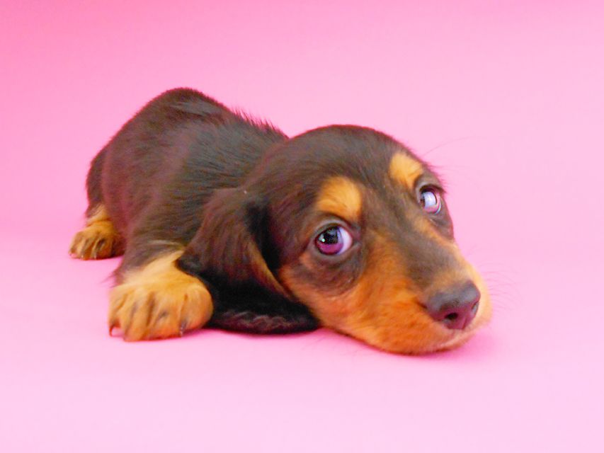 ミニチュアダックスフンド サリーアン & ジムの子犬 ブラタン 男の子DSCN8211 ミニチュアダックスフンド サリーアン & ジムの子犬 ブラタン 男の子