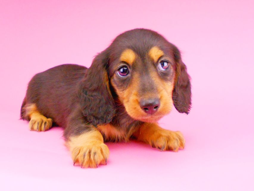 ミニチュアダックスフンド サリーアン & ジムの子犬 ブラタン 男の子DSCN8216 ミニチュアダックスフンド サリーアン & ジムの子犬 ブラタン 男の子