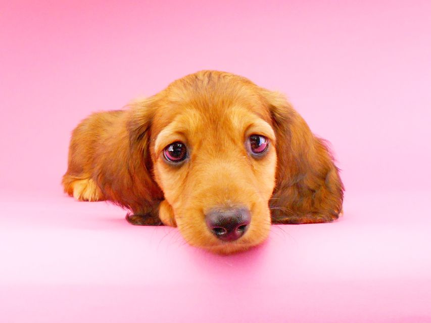 ミニチュアダックスフンド サリーアン & ジムの子犬 レッド 男の子(2)DSCN8231 ミニチュアダックスフンド サリーアン & ジムの子犬 レッド 男の子(2)