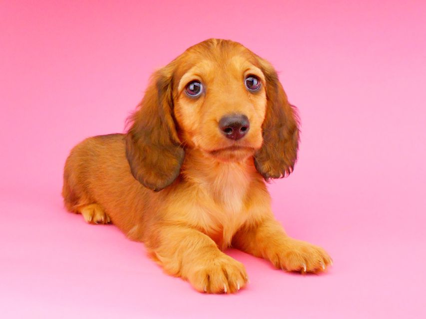 ミニチュアダックスフンド サリーアン & ジムの子犬 レッド 男の子(2)DSCN8237 ミニチュアダックスフンド サリーアン & ジムの子犬 レッド 男の子(2)