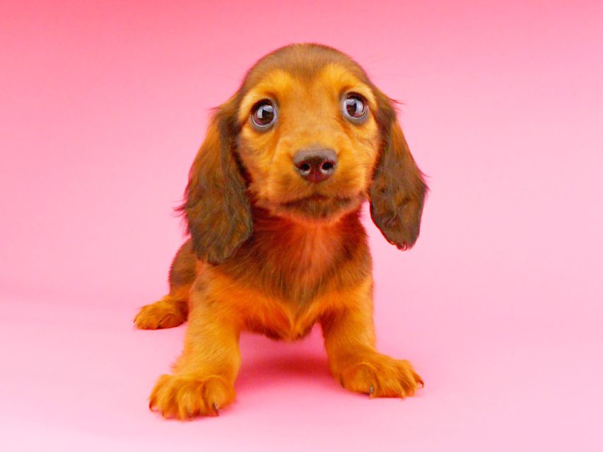 ミニチュアダックスフンド サリーアン & ジムの子犬 レッド 女の子