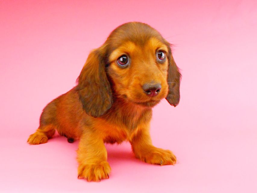 ミニチュアダックスフンド サリーアン & ジムの子犬 レッド 女の子