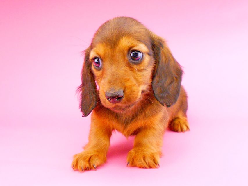 ミニチュアダックスフンド サリーアン & ジムの子犬 レッド 女の子