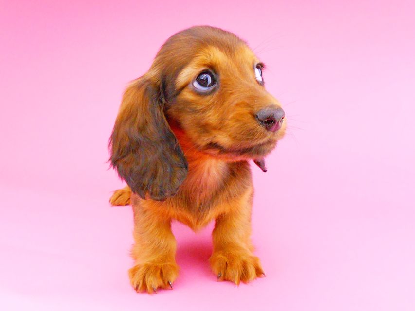 ミニチュアダックスフンド サリーアン & ジムの子犬 レッド 女の子