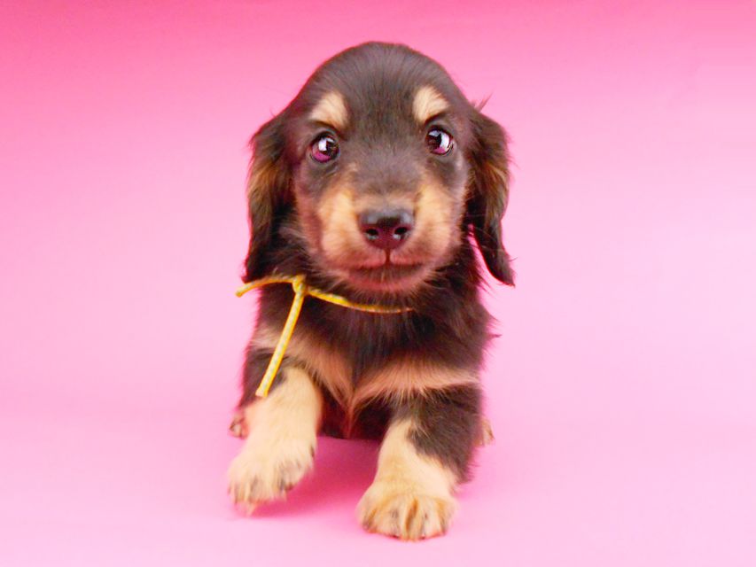 カニンヘンダックスフンド すずhp & 朝日の子犬 ブラックイエロー（ブラッククリーム） 男の子