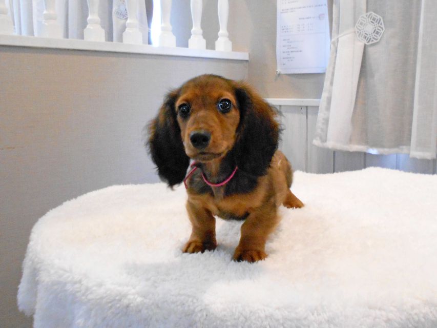 ミニチュアダックスフンド ジャジー & ジムの子犬 レッド 男の子（2）