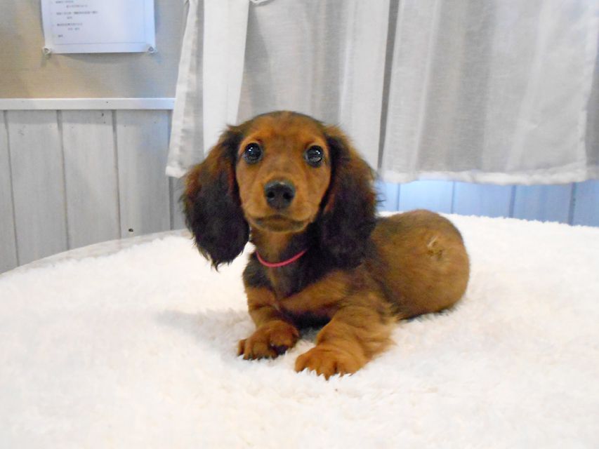 ミニチュアダックスフンド ジャジー & ジムの子犬 レッド 男の子（2）