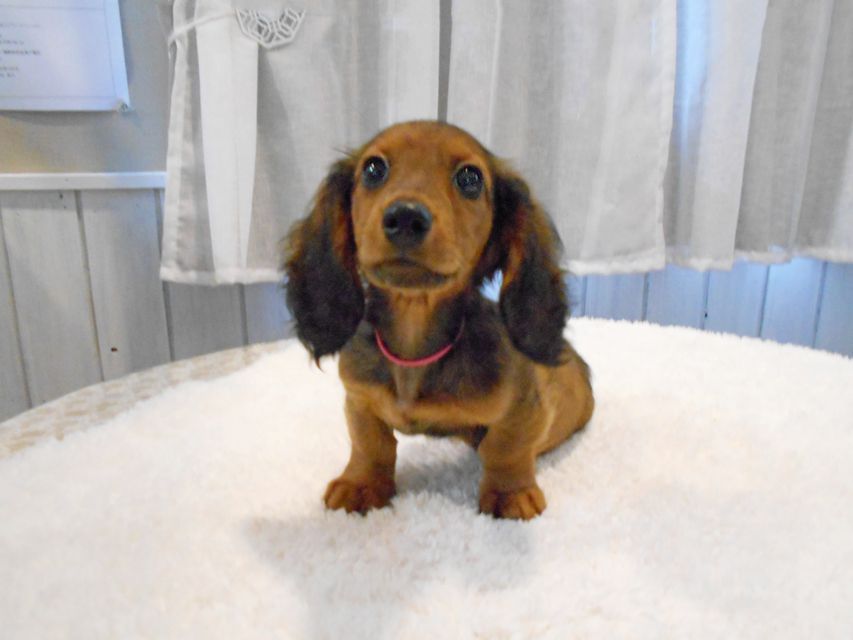 ミニチュアダックスフンド ジャジー & ジムの子犬 レッド 男の子（2）