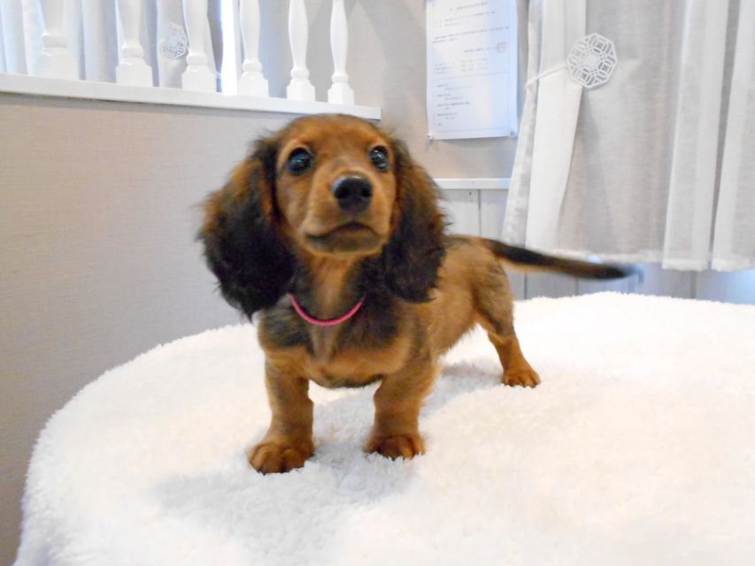 ミニチュアダックスフンド ジャジー & ジムの子犬 レッド 男の子（2）