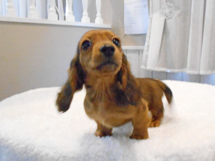 ミニチュアダックスフンド サリーアン & ジムの子犬 レッド 男の子(1)DSCN8320 ミニチュアダックスフンド サリーアン & ジムの子犬 レッド 男の子(1)