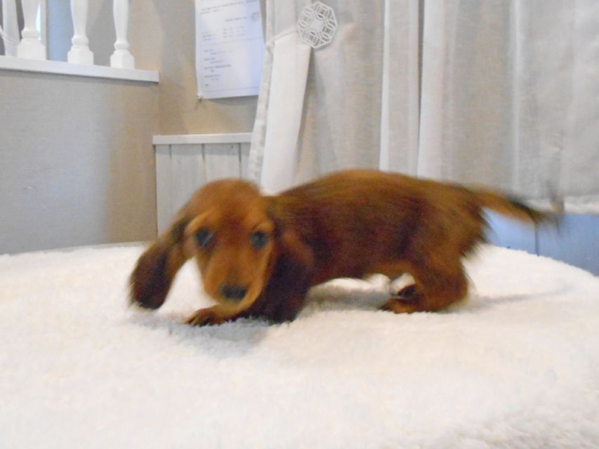 ミニチュアダックスフンド サリーアン & ジムの子犬 レッド 男の子(1)DSCN8324 ミニチュアダックスフンド サリーアン & ジムの子犬 レッド 男の子(1)