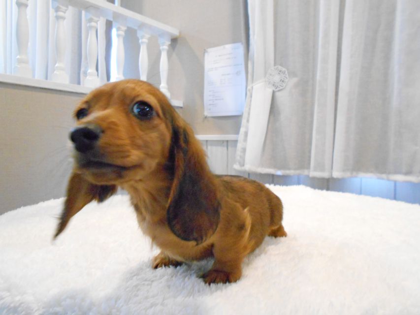 ミニチュアダックスフンド サリーアン & ジムの子犬 レッド 男の子(1)DSCN8325 ミニチュアダックスフンド サリーアン & ジムの子犬 レッド 男の子(1)