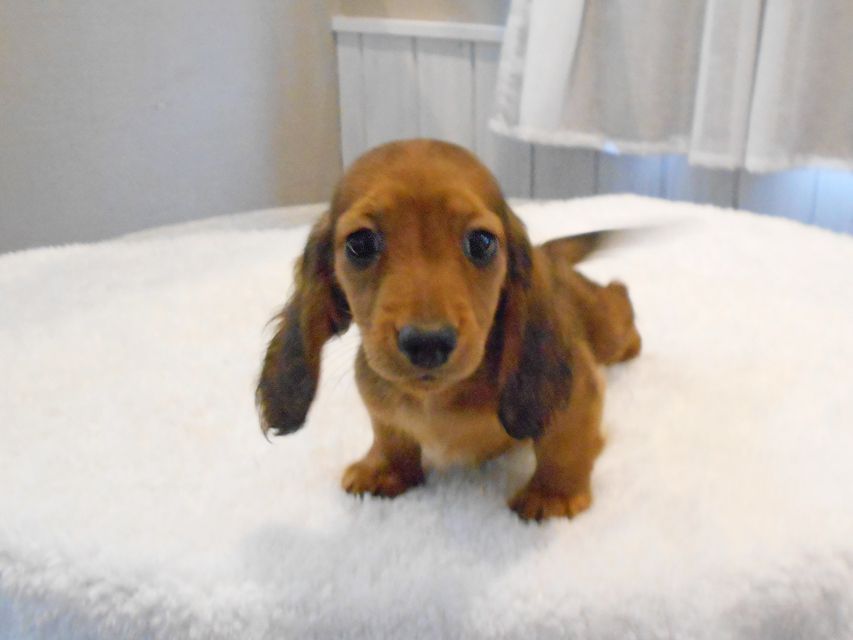 ミニチュアダックスフンド サリーアン & ジムの子犬 レッド 男の子(1)DSCN8328 ミニチュアダックスフンド サリーアン & ジムの子犬 レッド 男の子(1)