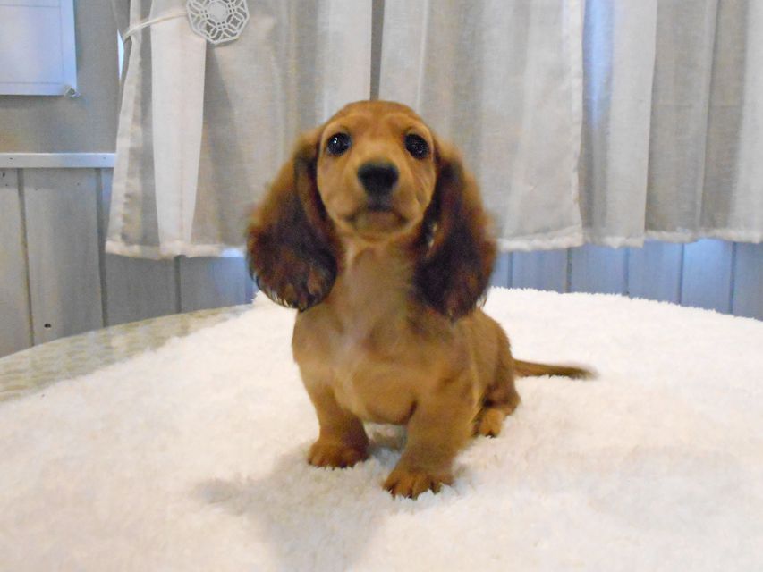 ミニチュアダックスフンド サリーアン & ジムの子犬 レッド 男の子（2）