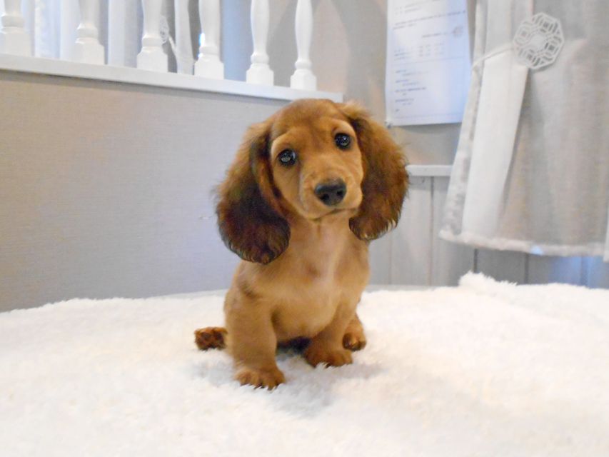 ミニチュアダックスフンド サリーアン & ジムの子犬 レッド 男の子（2）