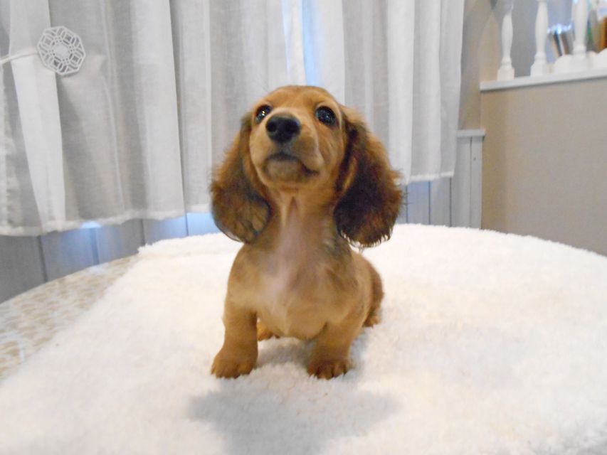 ミニチュアダックスフンド サリーアン & ジムの子犬 レッド 男の子（2）