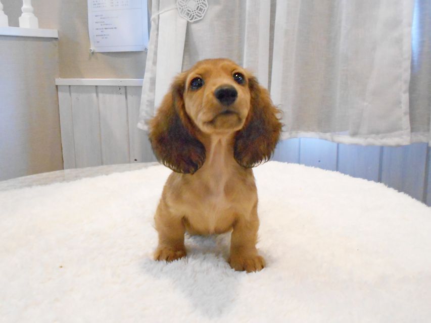 ミニチュアダックスフンド サリーアン & ジムの子犬 レッド 男の子（2）