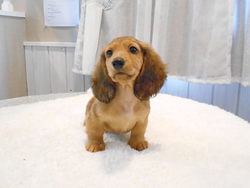 ミニチュアダックスフンド サリーアン & ジムの子犬 レッド 男の子（2）