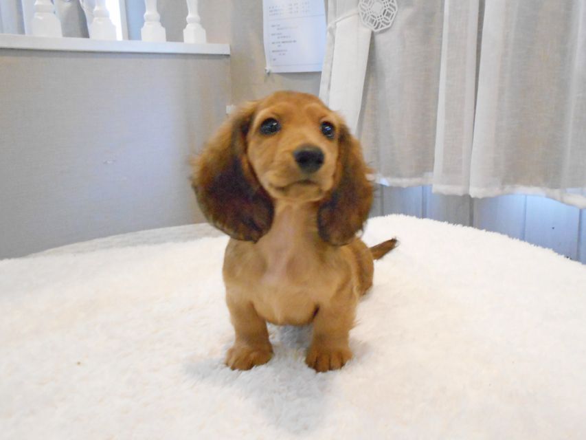 ミニチュアダックスフンド サリーアン & ジムの子犬 レッド 男の子（2）