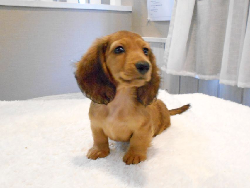 ミニチュアダックスフンド サリーアン & ジムの子犬 レッド 男の子（2）