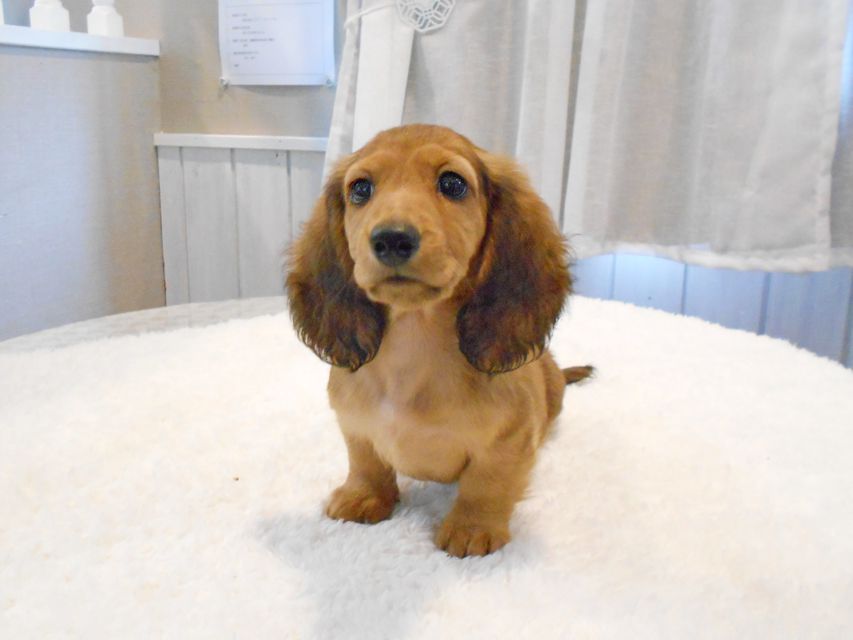 ミニチュアダックスフンド サリーアン & ジムの子犬 レッド 男の子（2）