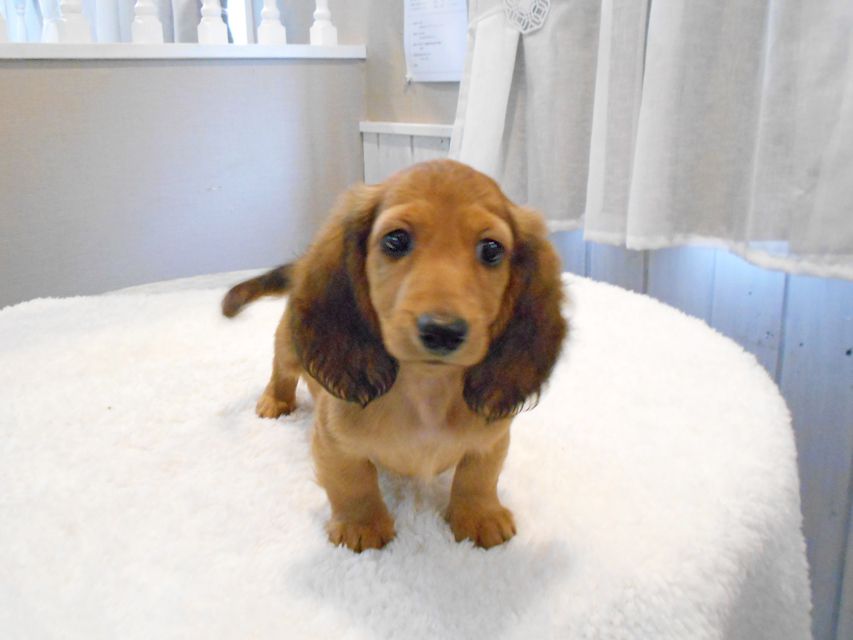 ミニチュアダックスフンド サリーアン & ジムの子犬 レッド 男の子（2）