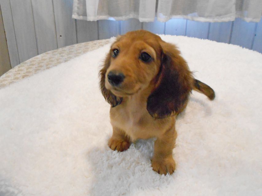 ミニチュアダックスフンド サリーアン & ジムの子犬 レッド 男の子（2）