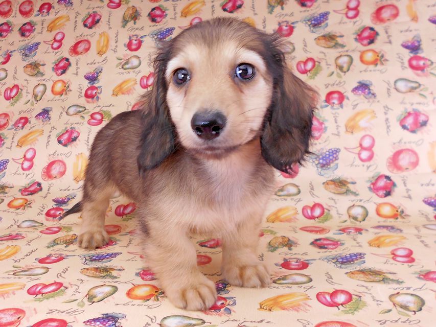 カニンヘンダックスフンド レイmt & アンmtの子犬 シェーデットイエロー 男の子 お写真初登場